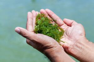 Top Health Benefits Of Consuming Sea Moss